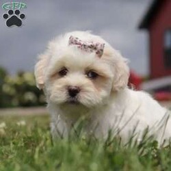 Candy/Teddy Bear									Puppy/Female	/6 Weeks,Say hello to Candy, the most adorable Shichon pup with a heart as big as her fluffy coat! This little bundle of joy is ready to fill your home with love, laughter, and endless cuddles. With her expressive eyes and charming personality, she is sure to win your heart. Shichons are known for their friendly and loving nature, making them the perfect companion for families and individuals alike. She loves to be pampered and will happily follow you around, always ready for a snuggle or a game. She is waiting to meet her forever family who will shower her with love and care.