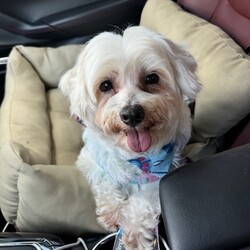 Adopt a dog:Cherry/Maltese/Female/Adult,Meet Cherry! This one-year-old Maltese blend weighs 12 lbs. This shy sweetheart may be a young dog, but she has an old, mellow soul who just wants to chill with her person and dog friends.


	General Behavior: Cherry relies very heavily on her fur siblings to know how to be a dog. She loves to cuddle and curl up with other dogs and will follow them everywhere. She is very timid around human strangersparticularly men and children but she has bonded with her foster mom and is very loving and gentle with her and loves to sleep curled up on her pillow at night. She follows her person around from room to room but she also sleeps most of the day.
	Likes & Dislikes: Cherry is a dog's dog who loves playing and snuggling with other pups. She's also a total couch potato who loves to snooze in a warm spot all day long.
	Training: Cherry has the makings of a little lady if she has a patient family who can work on building her confidence. She is housetrained if let out frequently, but she's still not used to walking on a leash or riding in a car. Once she trusts you, she'll sleep curled up next to you in the people bed at night.
	Medical: Cherry is a healthy girl! She just needs her monthly flea and heartworm preventatives, like any dog. 
	Other Animals: Cherry adores other calm, laid-back dogs and MUST have a home with at least one other doggie pal who can show her the ropes. She hasn't been observed around cats, but her foster thinks she'd be OK with them.
	Children: This shy sweetheart needs an adults-only home.
	Home: Cherry needs a single-family home and will require a securely fenced yard where she can explore and do her business. (She doesn't like doing her business while on a leash: she's a delicate lady!)
	Grooming: As a Maltese blend, Cherry will need regular brushing, plus grooming every 6 to 8 weeks.
	Overall: Cherry will make a wonderful, loving companion for a very special family who can raise her and love her forever and earn her trust.


Cherry is looking for a very special, gentle person (and their dogs) who can help bring her out of her shell and who can show her how wonderful life is supposed to be. Could that be you? Then visit our website www.PoodleandPoochRescue.org where you will find the application to adopt. You'll be put in contact with the foster family for more information if it's a potential match. She is up to date on vaccines, heartworm negative, microchipped, and spayed, and she has just had her teeth cleaned. Her adoption donation is $450.