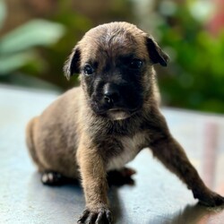 Adopt a dog:Walnut/Chihuahua/Male/Baby,Meet Walnut, a tiny 2-pound bundle of joy believed to be a Chihuahua and Labrador mix. Almond and his siblings—four brothers and one sister—were rescued from the streets of Puerto Rico, where their mother, a 25-pound street dog, lovingly cared for them. Walnut is expected to grow into a charming 25-30-pound adult. This sweet little pup is already making great strides in potty training and continues to bring endless love and happiness to his new home.

Walnut is up to date on vaccinations and preventatives. While he is too young to be neutered yet, Justice for Paws covers the cost of neuter when age appropriate.

If you are interested in adoption please apply here: https://docs.google.com/forms/d/e/1FAIpQLSdpim1E0YG4jxPssJnQjE6pov633nAhk77K29LU0npah5ZByQ/viewform