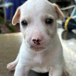 Adopt a dog:Peanut/Chihuahua/Male/Baby,Meet Peanut, a tiny 2-pound bundle of joy believed to be a Chihuahua and Labrador mix. 

Peanut and his siblings—four brothers and one sister—were rescued from the streets of Puerto Rico, where their mother, a 25-pound street dog, lovingly cared for them. 

Peanut is expected to grow into a charming 25-30-pound adult. This sweet little pup is already making great strides in potty training and continues to bring endless love and happiness to his new home.

Peanut is up to date on vaccinations and preventatives. While he is too young to be neutered yet, Justice for Paws covers the cost of neuter when age appropriate.

If you are interested in adoption please apply here: https://docs.google.com/forms/d/e/1FAIpQLSdpim1E0YG4jxPssJnQjE6pov633nAhk77K29LU0npah5ZByQ/viewform