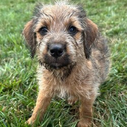 Adopt a dog:Brenda/Schnauzer/Female/Baby,Meet Brenda of the 90210 Litter! Brenda and her 7 siblings were found abandoned on the side of the road in NC. They are suspected Schnauzer mixes and will probably be medium size full grown. Brenda is the most adventurous of the girls and loves to play, snuggle and sleep! Brenda would be an amazing addition to any family!