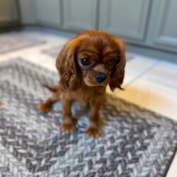 Remi/Cavalier King Charles Spaniel/Male/Young