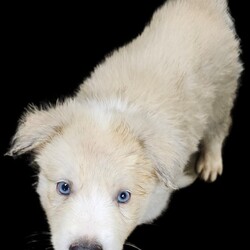 Adopt a dog:Bruno/Husky/Male/Baby,Introducing Bruno, the Husky puppy with a heart of gold! With his fluffy coat and beautiful eyes, Bruno is ready to steal your heart. 

Simba was born on May 31 and is currently 6.5 lb. He will be arriving in Northern Virginia on August 2 and can’t wait to melt your heart.

Bruno’s mother was found pregnant wandering the streets of Brownsville, Texas. An amazing family rescued her and provided her with a safe place to have her babies. They then fell in love with her and will be keeping her!! Now it’s Bruno and his four brothers’ turns to find their forever homes.

Bruno is always ready for an adventure. Whether he's chasing after his favorite squeaky toy or romping around with his siblings. Bruno's playful spirit brightens every room he walks into. With his infectious enthusiasm and friendly demeanor, Bruno melts hearts wherever he goes, proving that even the smallest husky puppy can have the biggest personality.

Bruno is great with kids and dogs. He is working on potty and crate training. Bruno is up to date on vaccinations and preventatives. While he is too young to be neutered yet, Justice for Paws covers the cost of neuter when age appropriate.

If your family is ready for all the love that Bruno can give, apply to adopt him below! Justice for Paws also offers foster to adopt options, which can be discussed once an application has been submitted.

Adoption Application: https://docs.google.com/forms/d/e/1FAIpQLSdpim1E0YG4jxPssJnQjE6pov633nAhk77K29LU0npah5ZByQ/viewform