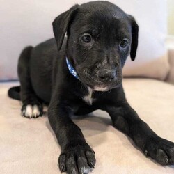 Adopt a dog:Wheeler/Labrador Retriever/Male/Baby,Name: Wheeler

Breed: Lab mix

Age: 8 weeks 7/22 (though vet estimates them to be older)

Gender: Male

Size: Medium

Pet has special needs: No

Shots up to date: Yes

Ok with kids: Yes

Housetrained: No

Hypoallergenic: No

Spayed: No

Ok with dogs: Yes

Ok with cats: Not sure

 

Wheeler here!

 

I'm part of the Raleigh Roads litter rescued by PIPs. We are officially the most adorable 11 puppies in the South! Because our mom is around 40 lbs, our foster parents think we will be around that size once we are all grown up. We are toy experts, love to run around the yard and get along well with other dogs. There are three human kids here caring for us and we love them!

 

Currently, we are practicing our crate time and going outside to potty. We have had our first shots and microchip. When the time comes, our spay and neuter is covered by the rescue with adoption.

 

If you're looking for a new family member that's equal parts playful and snuggly, look no further! Come meet me!