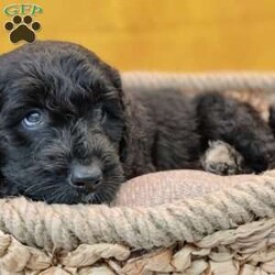 Thunder/Goldendoodle									Puppy/Male	/May 21st, 2024,Thunder is a smart, lil pup and would love to be your best,furry friend! He’s up to date on deworming and vaccinations, Vet checked with a Health Certificate and comes with a One Year Health Guarantee.