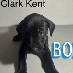 Adopt a dog:Clark Kent/Black Labrador Retriever/Male/Baby,FOSTER TO ADOPT CLARK KENT!  He is 8 wks old and 10-12 lb lab/catahoula mix.  He is happy and playful.  He is friendly to dogs and peoole.  A typical lab personality.  He will make a wonderful addition to your family.  Apply to take him home.  

An application must be filed before meeting any of our dogs or puppies.

What is included in our adoption fee:
*Age-appropriate vaccinations
*Deworming
*Lifetime Micro chip - no annual fee
*First Month of flea/tick prevention
*First Month of Heartworm prevention
**Spay/Neuter at our partner vet
**First month free of Trupanion pet insurance

The adoption Fee is $450 including neuter surgery

He is current on vaccines and has had a wellness exam, heartworm tested, and microchipped.
We have a 3-hour adoption radius so please do not apply if you live further away. Thank you
In order to meet any of our dogs, please fill out an application. To fill out an application
go to http://caninehumane.org/adoption-application/

IF THE DOG IS ON PETFINDER THEN IT IS STILL AVAILABLE

www.caninehumane.org

***BE SURE TO CHECK YOUR SPAM/PROMOTION EMAIL FOLDER FOR CHN RESPONSE TO YOUR APPLICATION***