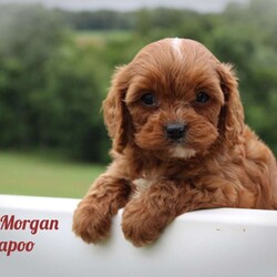 Captin Morgan/Cavapoo									Puppy/Male	/8 Weeks,Hey There, My name is Captin Morgan! I am a very cute male Cavapoo puppy. I was born on May 25th, 2024. I am such a sweet and playful little boy! I am looking for my new family, could that be with you? If you choose me I will come home to you vet checked and microchipped. If you think that I would make the perfect addition to your family, then please call or text to find out more information about me! 