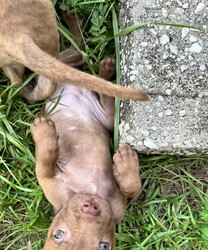 Adopt a dog:Finesse/Pit Bull Terrier/Female/Baby,Finesse is a gorgeous little red nose Pittie pup! Who is almost 8 weeks old and is looking for her place in the world! 

She loves to play, she’s pad trained, kennel trained and super cute! 

Her foster mom has had her and her siblings since they were just 5 weeks old. Abandoned and alone! And they have just been thriving since!

They are medically up to date! 

Located in Mobile but can travel for the right family! 

You can find my form 