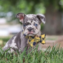 Max/French Bulldog									Puppy/Male	/8 Weeks
