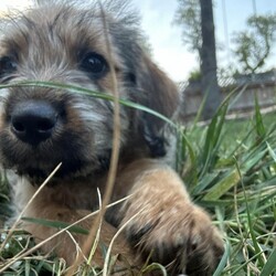 Adopt a dog:Brenda/Schnauzer/Female/Baby,Meet Brenda of the 90210 Litter! Brenda and her 7 siblings were found abandoned on the side of the road in NC. They are suspected Schnauzer mixes and will probably be medium size full grown. Brenda is the most adventurous of the girls and loves to play, snuggle and sleep! Brenda would be an amazing addition to any family!