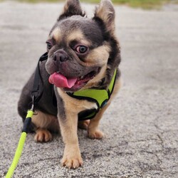 Adopt a dog:Corneliu/French Bulldog/Male/Adult,Bonjour! My name is Corneliu Robertus, and I'm a charming 1-year-old Frenchie searching for my furever home!

I recently found myself at The Milk Drunk Foundation after being surrendered by a breeder. Let me tell you, snuggles and belly rubs are way more fun than whatever that life was!

I'm a total sweetheart with a heart (and snorts) of gold. I get along swimmingly with other furry friends, so whether you have a feline roommate or a playful pup pack, I'm happy to join the crew!

My ideal day involves playtime with squeaky toys, long naps in sunbeams, and showering my humans with wet kisses.  

If you're looking for a cuddly companion with a mischievous side, then look no further!    

I promise to bring endless laughter, loyalty, and enough Frenchie charm to melt your heart.