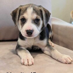 Adopt a dog:Oberlin/Labrador Retriever/Female/Adult,Name: Oberlin

Breed: Lab mix

Age: 8 weeks 7/22 (though vet estimates them to be older)

Gender: Female

Size: Medium

Pet has special needs: No

Shots up to date: Yes

Ok with kids: Yes

Housetrained: No

Hypoallergenic: No

Spayed: No

Ok with dogs: Yes

Ok with cats: Not sure

 

Hello, world! I'm Oberlin, the quiet observer of the pack. Everyone says my markings are stunning. I'm not really sure what that means, but it seems good!

 

I'm part of the Raleigh Roads litter rescued by PIPs. We are officially the most adorable 11 puppies in the South! Because our mom is around 40 lbs, our foster parents think we will be around that size once we are all grown up. We are toy experts, love to run around the yard and get along well with other dogs. There are three human kids here caring for us and we love them!

 

Currently, we are practicing our crate time and going outside to potty. We have had our first shots and microchip. When the time comes, our spay and neuter is covered by the rescue with adoption.

 

If you're looking for a new family member that's equal parts playful and snuggly, look no further! Come meet me!