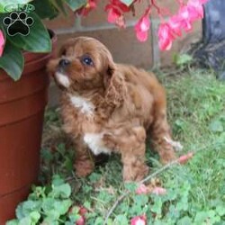 Captin Morgan/Cavapoo									Puppy/Male	/8 Weeks,Hey There, My name is Captin Morgan! I am a very cute male Cavapoo puppy. I was born on May 25th, 2024. I am such a sweet and playful little boy! I am looking for my new family, could that be with you? If you choose me I will come home to you vet checked and microchipped. If you think that I would make the perfect addition to your family, then please call or text to find out more information about me! 