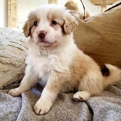 Pedigree Border Collie Puppies/Border Collie/Both/Younger Than Six Months,Welcome to Mona Cottage Border Collies, where we raise exceptional Border Collies in a loving and caring environment. Our responsible breeding program focuses on ensuring that our dogs are healthy, happy, and well-suited to families with young children and other animals. We take pride in breeding dogs with excellent conformation, temperament, and unique colors.All our puppies are pedigree and come with Registration Papers under MDBA #34654A $500 puppy pack with all the essentials for when you take your puppy home.Puppies have been Microchippef, C3 Vaccination and worming done 2 weekly.They were born in the 10th JUNE and are ready from the 5th August to go to their new homes. Both Dam and Sire have been DNA tested with Orivet and are clean of any genetic disease which means puppies are also clear by percentage.Transportation can also be arranged through Jet Pets.We are allowing puppy visits so if you want to meet the puppies, please reach out.You can also find us on social media pages.www.facebook.com/monacottage.bordercollieswww.instagram.com/mona.cottage