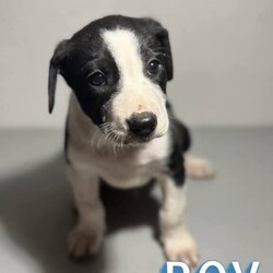 Adopt a dog:Clark Kent/Black Labrador Retriever/Male/Baby,FOSTER TO ADOPT CLARK KENT!  He is 8 wks old and 10-12 lb lab/catahoula mix.  He is happy and playful.  He is friendly to dogs and peoole.  A typical lab personality.  He will make a wonderful addition to your family.  Apply to take him home.  

An application must be filed before meeting any of our dogs or puppies.

What is included in our adoption fee:
*Age-appropriate vaccinations
*Deworming
*Lifetime Micro chip - no annual fee
*First Month of flea/tick prevention
*First Month of Heartworm prevention
**Spay/Neuter at our partner vet
**First month free of Trupanion pet insurance

The adoption Fee is $450 including neuter surgery

He is current on vaccines and has had a wellness exam, heartworm tested, and microchipped.
We have a 3-hour adoption radius so please do not apply if you live further away. Thank you
In order to meet any of our dogs, please fill out an application. To fill out an application
go to http://caninehumane.org/adoption-application/

IF THE DOG IS ON PETFINDER THEN IT IS STILL AVAILABLE

www.caninehumane.org

***BE SURE TO CHECK YOUR SPAM/PROMOTION EMAIL FOLDER FOR CHN RESPONSE TO YOUR APPLICATION***