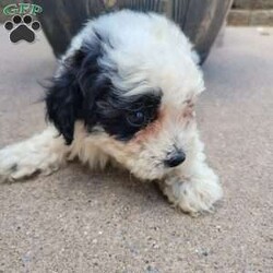 Chief/Miniature Poodle									Puppy/Male	/8 Weeks,Meet Chief! He’s a shy but adorable puppy. Does great around children. Vet checked and up to date on all shots and de-wormer. Parents are genetically clear.