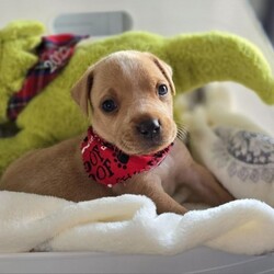 Adopt a dog:Baby Cooper/Mixed Breed/Male/Baby,IF YOU ARE VIEWING THIS LISTING ON PETFINDER OR ADOPT-A-PET, please visit: Caninesandkittiesrescue.org to access adoption requirements, more information and pictures. 

Meet Baby Cooper - Cooper is 6 weeks old and as cute as can be. Cooper cannot go to his forever home until July 30th, but we are now accepting applications. We have no idea on Cooper's breed mix, but he looks like a terrier/lab/hound mix of some sort. Cooper's foster mom says he is an absolute dream puppy. He loves to cuddle and will be your BFF. Cooper is not fostered with other dogs, but at his age he will be fine with other dogs and with cats. 
 Cooper is not in a foster home with children, but we feel he would do find with dog savvy children 5 years and up. Cooper is working on his house training and does well in a puppy pen. Young puppies will require an adopter who is at home a good portion of the day to continue training - no exceptions! 

This puppy is up to date on age-appropriate vaccines and microchipped. This puppy will need to be neutered at 6 months of age. The Adoption Fee for this puppy $400.00. 

The adoption fee for this dog is $400, which helps with the cost of routine vet care. This fee DOES NOT INCLUDE spay/neuter if the pup is not already spayed/neutered. If the animal you are adopting is not already spayed/neutered, you will be required to sign a contract legally obligating you to have the animal altered. A $100.00 fee will be returned to the adopter once the animal has been sterilized. We will provide information on this process during the approval process. 


***You must be at least 25 years of age to adopt from CKRescue*** 

 ***Note that puppy adoption fees most often help generate revenue that goes towards older, special needs animals that need our help. Surgeries, heartworm treatment, boarding costs and/or all things that often result in adoptable dogs and cats being left behind to be euthanized. So, adopting a puppy saves not just one life, but many! 

***Please note that our first step in approving adoption applicants is to complete a vet check. Vetting of current and past pets is very important to us, thus we will be speaking with the vet(s) listed on your application to ensure that your current and previous pet(s) are kept up to date on vaccines (including rabies), spayed or neutered, maintained on appropriate monthly preventatives and examined annually by your vet.*** 

Our organization cannot guarantee the exact breed of any animal in our care. The breed listed is based on any background we may have been provided, and/or the general appearance of the animal.

**Please visit www.caninesandkittiesrescue.org to complete our non-binding application.**