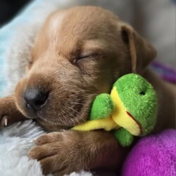 Adopt a dog:Baby Cooper/Mixed Breed/Male/Baby,IF YOU ARE VIEWING THIS LISTING ON PETFINDER OR ADOPT-A-PET, please visit: Caninesandkittiesrescue.org to access adoption requirements, more information and pictures. 

Meet Baby Cooper - Cooper is 6 weeks old and as cute as can be. Cooper cannot go to his forever home until July 30th, but we are now accepting applications. We have no idea on Cooper's breed mix, but he looks like a terrier/lab/hound mix of some sort. Cooper's foster mom says he is an absolute dream puppy. He loves to cuddle and will be your BFF. Cooper is not fostered with other dogs, but at his age he will be fine with other dogs and with cats. 
 Cooper is not in a foster home with children, but we feel he would do find with dog savvy children 5 years and up. Cooper is working on his house training and does well in a puppy pen. Young puppies will require an adopter who is at home a good portion of the day to continue training - no exceptions! 

This puppy is up to date on age-appropriate vaccines and microchipped. This puppy will need to be neutered at 6 months of age. The Adoption Fee for this puppy $400.00. 

The adoption fee for this dog is $400, which helps with the cost of routine vet care. This fee DOES NOT INCLUDE spay/neuter if the pup is not already spayed/neutered. If the animal you are adopting is not already spayed/neutered, you will be required to sign a contract legally obligating you to have the animal altered. A $100.00 fee will be returned to the adopter once the animal has been sterilized. We will provide information on this process during the approval process. 


***You must be at least 25 years of age to adopt from CKRescue*** 

 ***Note that puppy adoption fees most often help generate revenue that goes towards older, special needs animals that need our help. Surgeries, heartworm treatment, boarding costs and/or all things that often result in adoptable dogs and cats being left behind to be euthanized. So, adopting a puppy saves not just one life, but many! 

***Please note that our first step in approving adoption applicants is to complete a vet check. Vetting of current and past pets is very important to us, thus we will be speaking with the vet(s) listed on your application to ensure that your current and previous pet(s) are kept up to date on vaccines (including rabies), spayed or neutered, maintained on appropriate monthly preventatives and examined annually by your vet.*** 

Our organization cannot guarantee the exact breed of any animal in our care. The breed listed is based on any background we may have been provided, and/or the general appearance of the animal.

**Please visit www.caninesandkittiesrescue.org to complete our non-binding application.**