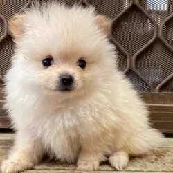 Female Pomeranian Puppy/Pomeranian/Female/Younger Than Six Months,Meet Miss Peggy the smallest of her litter and the last one leftPurebred female Pomeranian puppy ready for her forever home.She is very small and petite but loves to play and cuddle.She comes vaccinated, microchipped, wormed and vet checked. She is in perfect health.She is un desexedLooking for a beautiful loving home only.Chip number- 991001005425858Please no time wasters$2000 ono