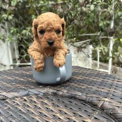 Adopt a dog:Gorgeous cavoodle pups!/Other/Male/Older Than Six Months,We have an adorable & tiny litter of Cavoodles at SydneyToyPoodles ranging from 2-9 weeks old & looking for their forever homes- All our puppies are vaccinated with a full health vet check from an award winning vet- All our puppies are wormed & microchipped & come with registration forms & all other appropriate paperwork- Puppy care package- DNA profiled parents ensuring there is no hereditary health problems- Toilet trained- We provide you with 2 years on going support, if you ever need us we’re one phone call away!The cavoodle is a hybrid of a cavalier king charles spaniel and a poodle toy. The Cavoodle is a lively and very affectionate companion. They enjoy being part of the family unit and love to participate in the activities of the day. Cavoodles have a very gentle nature and can make wonderful companions for children. They can adapt to living in a small home or apartment as long as they receive adequate daily exercise.Weight/Height Range5-12kg and 25- 38cm depending on the breed of the parents. Parents are less than 4kg.Please keep in mind -If a puppy price sounds too good to be true, their welfare is likely to have been compromised at some point to make that possible!Also bear in mind that even though a puppy seems expensive, the upfront cost is just a tiny fraction of how much you’ll have to pay to keep them over their lifetime.For serious enquires or to organise for a FaceTime or meetup, please call or messageotherwise please free to visit our Instagram to keep up to date with future littersAAPDB- 17090Microchip no - 900012456347701