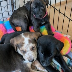 Adopt a dog:Whitaker/Labrador Retriever/Male/Baby,Name: Whitaker

Breed: Lab mix

Age: 8 weeks 7/22 (though vet estimates them to be older)

Gender: Male

Size: Medium

Pet has special needs: No

Shots up to date: Yes

Ok with kids: Yes

Housetrained: No

Hypoallergenic: No

Spayed: No

Ok with dogs: Yes

Ok with cats: Not sure

 

Whitaker is my name and being chill is my game! I'm also known for the freckles on my nose.

 

I'm part of the Raleigh Roads litter rescued by PIPs. We are officially the most adorable 11 puppies in the South! Because our mom is around 40 lbs, our foster parents think we will be around that size once we are all grown up. We are toy experts, love to run around the yard and get along well with other dogs. There are three human kids here caring for us and we love them!

 

Currently, we are practicing our crate time and going outside to potty. We have had our first shots and microchip. When the time comes, our spay and neuter is covered by the rescue with adoption.

 

If you're looking for a new family member that's equal parts playful and snuggly, look no further! Come meet me!