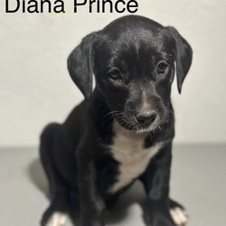 Adopt a dog:Clark Kent/Black Labrador Retriever/Male/Baby,FOSTER TO ADOPT CLARK KENT!  He is 8 wks old and 10-12 lb lab/catahoula mix.  He is happy and playful.  He is friendly to dogs and peoole.  A typical lab personality.  He will make a wonderful addition to your family.  Apply to take him home.  

An application must be filed before meeting any of our dogs or puppies.

What is included in our adoption fee:
*Age-appropriate vaccinations
*Deworming
*Lifetime Micro chip - no annual fee
*First Month of flea/tick prevention
*First Month of Heartworm prevention
**Spay/Neuter at our partner vet
**First month free of Trupanion pet insurance

The adoption Fee is $450 including neuter surgery

He is current on vaccines and has had a wellness exam, heartworm tested, and microchipped.
We have a 3-hour adoption radius so please do not apply if you live further away. Thank you
In order to meet any of our dogs, please fill out an application. To fill out an application
go to http://caninehumane.org/adoption-application/

IF THE DOG IS ON PETFINDER THEN IT IS STILL AVAILABLE

www.caninehumane.org

***BE SURE TO CHECK YOUR SPAM/PROMOTION EMAIL FOLDER FOR CHN RESPONSE TO YOUR APPLICATION***