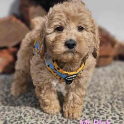 Adopt a dog:Miniature f2b labradoodles. READY NOW //Both/Younger Than Six Months,Jessie and Charlie have had a gorgeous litter of f2b miniature Labradoodles , we have 5 females available and 2 males looking for their forever homes .Dob - 20.05.24Ready for new homes - 20.7.24Mum is a miniature Labradoodle and dad is a miniature poodle .Both parents are DNA tested and cleared of all genetic diseases, which means puppies will have no health issues caused by either breed .Mum - 14 kgsDad - 4.5kgPuppies will come mircochipped, vaccinated, and wormed fortnightly from 2 weeks of age . They will also come with a full health report and vet check .Puppies will also come with a puppy pack of some essentials they need to get settled into their new homes and an information pack on how to care for your puppy .These puppies are expected to grow between 10 and 13kgs and have a shaggy coat . We do ship our puppies interstate at buyers' expenses, which we can organise for new families , facetime calls are also offered once a week for our families that live interstate so they can see their puppy grow .Labradoodles are a loving companion, and because of their hypo-allergenic coat, they are great for allergie suffers and inside pets as they don't shed hair . They are also extremely intelligent, with gentle temperaments.We are starting to work with a puppy coach who works with training the puppies from 7 weeks of age . They will come toilet trained and know basic commands.Our puppies are started on the best nutritional diet , which consists of lyka human grade food and black hawk kibble . We will also provide our new families with a starter pack of food and further discount codes if you choose to stay on lyka .Please, no time wasters ! Talk to family members before reaching out to make sure having a puppy is the right thing for the family, and everyone is ready to take the next step . We put a lot of time and money into our pets and litters to make sure our puppies have the best start to life .We are proud to announce that we are right paw verified .Bin0005540617508Ncpi 9002654