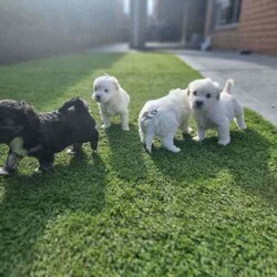 Adopt a dog:Phantom Poodle (Dad) x Maltese Shih Tzhu (Mum)/Poodle (Miniature)/Both/Younger Than Six Months,Only 1 boy pup available from a litter of 4 Small sized, playful, and good temperament pups are looking for a forever home.Vet checked, Vaccinated, Dewormed, and Microchipped.Non-allergenic and non-shedding.Will grow into a small sized dogs, can easily accomodate in limited space. Suitable for homes with young kids.Mum and Dad are DNA checked and have breed confirmation certificates.Please send a message, if interested. Chosen pup's individual pics and videos can be sent upon request.