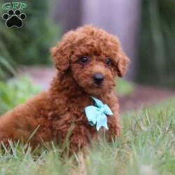 Auburn/Miniature Poodle									Puppy/Male	/8 Weeks,Introducing Auburn! This Mini Poodle cutie is a bundle of joy wrapped in fur. With his heart-melting eyes and fluffy ears, he is ready to steal your heart from the moment you meet him. This darling boy thrives on attention and playtime. Whether it’s a game of fetch or a snuggle session on the couch, he is always up for some fun and cuddles. His infectious energy and bubbly personality make every moment spent with him an absolute delight. With his soft, wiggly tail and endless enthusiasm, she will quickly become the center of attention wherever he goes. Get ready to embark on countless adventures and make cherished memories with this lovable little companion by your side.