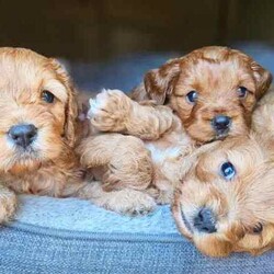 Adopt a dog:Adorable Cavoodle Puppies /Cavoodle/Both/Younger Than Six Months,We have 3 Adorable 2nd Generation Cavoodles who will be ready for their FURever homes on the 7th August 2024 when they are 8 weeks old (they were born on 12th June 2024).If you would like to see more pictures of the parents or puppies you can visit their Instagram rufus.coco.luna