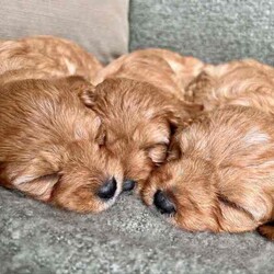 Adopt a dog:F1 TOY CAVOODLES - DNA CLEAR - REG BREEDER - HEALTH GUARANTEE/Cavoodle/Both/Younger Than Six Months,We here at Love My Oodle, are very proud to introduce our First Generation Toy Cavoodle puppies!!!Visit us on Instagram @lovemyoodle and our website lovemyoodle.com.au for more puppy cuteness and loads of info.Photos with 3 pups - male in the middle, females in each side.Individual photos, Male , female, female.Ready for their forever homes from 3rd August, 2024 They have been raised in a loving family environment, set on small acreage with plenty of lush grass to play alongside our 4 young children who keep them very entertained! They are the sweetest siblings with just as sweet personalities. Fun, loving, playful and just super cute! Cavoodles are a fantastic breed that suit many family types from singles, couples and families with children. Not only affectionate, they are quite intelligent too! Father being a Toy Poodle, they are low to non-shedding making them hypoallergenic. Mum is a sweet Cavalier King Charles Spaniel. Both with very sweet personalities. Both Parents are DNA breed specific tested and clear. We are a small family breeder, with a Domestic Animal Business with our local Council. We are also a member of Responsible Pet Breeders Australia. All pups will come with the following:* 2 months FREE pet insurance* 3 Year-Health Guarantee* Vet checked* 1st vaccination* Microchipped* Wormed regularly from 2 weeks of age* Shampoo + Conditioner* Nexgard Specta all in one chew* Advance puppy kibble* LUKA Human grade wet food* Puppy blanket* Puppy toy* Puppy training treats* Puppy collar* Puppy information booklet to help with the transition If you feel one of our little gems is the right suit for you or your family, please feel free to contact me. I do prefer to chat to potential purchasers to make sure these little ones are going to the best of homes. And for those who are from interstate, we are happy to organise transportation at purchasers’ expense.Please note, people who take the time to call to discuss these beautiful pups, will get priority over messages, emails and texts.