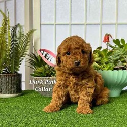 Adopt a dog:Purebred Toy Poodle Puppies /Poodle (Toy)/Both/Younger Than Six Months,Purebred Toy Poodles 100% DNA cleared of all genetic diseases2 Females 3 Males availableAll puppies priced at $2400All puppies are now ready for new homes.Mum's and Dad are DNA tested through orivet and are 100% clear of all genetic diseases ensuring healthy puppies. DNA results and parents are available for viewing when viewing puppies in person.Puppies are raised around children, adults, the elderly and other dogs in a clean home environment. They are being feed raw and cooked diet and Saviourlife puppy kibble. Nothing is spared in raising them.All puppies have been microchipped and vaccinated and have passed all health checks. We take pride in raising our puppies and are looking for forever loving homes.No time wasters pleaseCall ******** 665 REVEAL_DETAILS Breeders Licence #NCPI 9003047