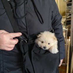 Female Pomeranian Puppy/Pomeranian/Female/Younger Than Six Months,Meet Miss Peggy the smallest of her litter and the last one leftPurebred female Pomeranian puppy ready for her forever home.She is very small and petite but loves to play and cuddle.She comes vaccinated, microchipped, wormed and vet checked. She is in perfect health.She is un desexedLooking for a beautiful loving home only.Chip number- 991001005425858Please no time wasters$2000 ono