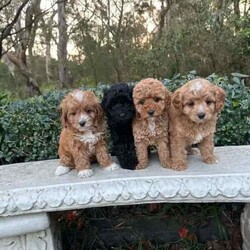 Adopt a dog:Gorgeous cavoodle pups!/Other/Male/Older Than Six Months,We have an adorable & tiny litter of Cavoodles at SydneyToyPoodles ranging from 2-9 weeks old & looking for their forever homes- All our puppies are vaccinated with a full health vet check from an award winning vet- All our puppies are wormed & microchipped & come with registration forms & all other appropriate paperwork- Puppy care package- DNA profiled parents ensuring there is no hereditary health problems- Toilet trained- We provide you with 2 years on going support, if you ever need us we’re one phone call away!The cavoodle is a hybrid of a cavalier king charles spaniel and a poodle toy. The Cavoodle is a lively and very affectionate companion. They enjoy being part of the family unit and love to participate in the activities of the day. Cavoodles have a very gentle nature and can make wonderful companions for children. They can adapt to living in a small home or apartment as long as they receive adequate daily exercise.Weight/Height Range5-12kg and 25- 38cm depending on the breed of the parents. Parents are less than 4kg.Please keep in mind -If a puppy price sounds too good to be true, their welfare is likely to have been compromised at some point to make that possible!Also bear in mind that even though a puppy seems expensive, the upfront cost is just a tiny fraction of how much you’ll have to pay to keep them over their lifetime.For serious enquires or to organise for a FaceTime or meetup, please call or messageotherwise please free to visit our Instagram to keep up to date with future littersAAPDB- 17090Microchip no - 900012456347701