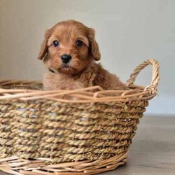 Cavoodle pups/Poodle (Miniature)/Male/Younger Than Six Months,W had a litter of 6 gorgeous cavoodle pups born, 5 boys and 1 girl pup, Mum is a king Charles spaniel Cavalier, and dad is a mini poodle, the pups are 1st generation Cavoodle, pups are vaccinated, micro-chipped, and de-wormed before rehoming, pups are healthy playful, a non-shedding coat, buyers text me on: ******6873, the pups be ready for rehoming on the 13 th of July. REVEAL_DETAILS Boy pups $1500.Bin0004246376361, RPBA1267