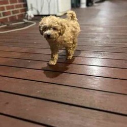 Toy poodle for sale/Poodle (Toy)/Female/Younger Than Six Months,