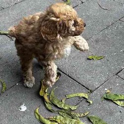 Toy poodle for sale/Poodle (Toy)/Female/Younger Than Six Months,