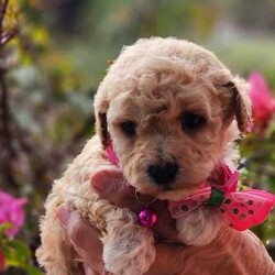 Poochon Puppies (Bichoodle)/Bichon Frise/Both/Younger Than Six Months,One boy and one girl Poochon puppy available to approved homes. The girl has the pink collar, she is apricot with chocolate ears, 4 white paws and a white chest. She is ever so striking. The little boy with the blue collar, is white with apricot markings on his face and back, making him a very handsome boy. Mum is a mini poodle and Dad is a Bichon Frise, and both parents are available for meet and greets :)These puppies are raised in our family home with other dogs, children and a cat. They are very well socialized and are treated like our own.Puppies have their first vaccine, are microchipped and given a full vet check at 6 weeks. You are welcome to call our vet if you have any concerns.Deposit is $1000, balance payable when puppies are 6 weeks old. The microchip will be registered directly into the new owners names. Puppies are available at 8 weeks. They go home with a generous puppy pack, and a life time of support from us. We also offer free holidays for your puppy with us, when you go on your own holidays.These puppies are inside dogs, whilst they love the outside for a play and a run, they need to be inside most of the time. They don't particularly like being home alone for hours on end, day after day. They suit families, singles, retirees etc. They can live in the conventional family home, a unit, caravan and retirement village. They are non-allergenic and do not shed their coats. They do need regular grooming. They are full of personality and are such fun little dogs. The girl will weight between 3-4 Kg, the boy between 4-5 kg. Their gentle nature makes them suitable for families with children.https://www.facebook.com/profile.php?id=61550932293839