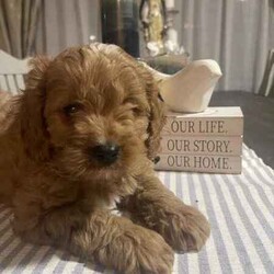 Adopt a dog:Cavoodle, gorgeous, fluffy! male & females/Cavoodle/Both/Younger Than Six Months,Stunning Final Litter from a very experienced breeder.4 puppies, 2 female & 2 male availableOne Red Female-$2000One Black and Sable Female- $1800One Black and Tan Male -$1500One Black, Tan and white Tri $1500Black and Red female and Cream Male sold.all puppies raised inside with the family, cats and other family dogs.Multiple references and repeat families are taking our other puppies.Located Coffs Harbour. Will be travelling to Queensland at 9 weeks old (1st week August)Microchipped, vaccinated and wormed regularly. Mum and Dad both our family dogs.Ph ******4740 REVEAL_DETAILS 