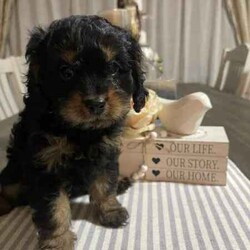 Adopt a dog:Cavoodle, gorgeous, fluffy! male & females/Cavoodle/Both/Younger Than Six Months,Stunning Final Litter from a very experienced breeder.4 puppies, 2 female & 2 male availableOne Red Female-$2000One Black and Sable Female- $1800One Black and Tan Male -$1500One Black, Tan and white Tri $1500Black and Red female and Cream Male sold.all puppies raised inside with the family, cats and other family dogs.Multiple references and repeat families are taking our other puppies.Located Coffs Harbour. Will be travelling to Queensland at 9 weeks old (1st week August)Microchipped, vaccinated and wormed regularly. Mum and Dad both our family dogs.Ph ******4740 REVEAL_DETAILS 