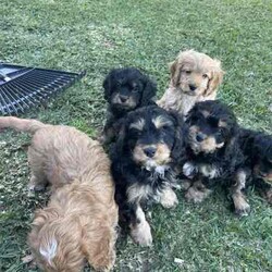 Adopt a dog:Cavoodle, gorgeous, fluffy! male & females/Cavoodle/Both/Younger Than Six Months,Stunning Final Litter from a very experienced breeder.4 puppies, 2 female & 2 male availableOne Red Female-$2000One Black and Sable Female- $1800One Black and Tan Male -$1500One Black, Tan and white Tri $1500Black and Red female and Cream Male sold.all puppies raised inside with the family, cats and other family dogs.Multiple references and repeat families are taking our other puppies.Located Coffs Harbour. Will be travelling to Queensland at 9 weeks old (1st week August)Microchipped, vaccinated and wormed regularly. Mum and Dad both our family dogs.Ph ******4740 REVEAL_DETAILS 