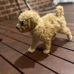 Toy poodle for sale/Poodle (Toy)/Female/Younger Than Six Months,
