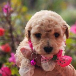 Poochon Puppies (Bichoodle)/Bichon Frise/Both/Younger Than Six Months,One boy and one girl Poochon puppy available to approved homes. The girl has the pink collar, she is apricot with chocolate ears, 4 white paws and a white chest. She is ever so striking. The little boy with the blue collar, is white with apricot markings on his face and back, making him a very handsome boy. Mum is a mini poodle and Dad is a Bichon Frise, and both parents are available for meet and greets :)These puppies are raised in our family home with other dogs, children and a cat. They are very well socialized and are treated like our own.Puppies have their first vaccine, are microchipped and given a full vet check at 6 weeks. You are welcome to call our vet if you have any concerns.Deposit is $1000, balance payable when puppies are 6 weeks old. The microchip will be registered directly into the new owners names. Puppies are available at 8 weeks. They go home with a generous puppy pack, and a life time of support from us. We also offer free holidays for your puppy with us, when you go on your own holidays.These puppies are inside dogs, whilst they love the outside for a play and a run, they need to be inside most of the time. They don't particularly like being home alone for hours on end, day after day. They suit families, singles, retirees etc. They can live in the conventional family home, a unit, caravan and retirement village. They are non-allergenic and do not shed their coats. They do need regular grooming. They are full of personality and are such fun little dogs. The girl will weight between 3-4 Kg, the boy between 4-5 kg. Their gentle nature makes them suitable for families with children.https://www.facebook.com/profile.php?id=61550932293839