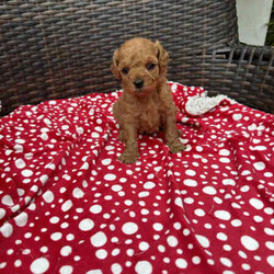 Adopt a dog:Gorgeous cavoodle pups!/Other/Male/Older Than Six Months,We have an adorable & tiny litter of Cavoodles at SydneyToyPoodles ranging from 2-9 weeks old & looking for their forever homes- All our puppies are vaccinated with a full health vet check from an award winning vet- All our puppies are wormed & microchipped & come with registration forms & all other appropriate paperwork- Puppy care package- DNA profiled parents ensuring there is no hereditary health problems- Toilet trained- We provide you with 2 years on going support, if you ever need us we’re one phone call away!The cavoodle is a hybrid of a cavalier king charles spaniel and a poodle toy. The Cavoodle is a lively and very affectionate companion. They enjoy being part of the family unit and love to participate in the activities of the day. Cavoodles have a very gentle nature and can make wonderful companions for children. They can adapt to living in a small home or apartment as long as they receive adequate daily exercise.Weight/Height Range5-12kg and 25- 38cm depending on the breed of the parents. Parents are less than 4kg.Please keep in mind -If a puppy price sounds too good to be true, their welfare is likely to have been compromised at some point to make that possible!Also bear in mind that even though a puppy seems expensive, the upfront cost is just a tiny fraction of how much you’ll have to pay to keep them over their lifetime.For serious enquires or to organise for a FaceTime or meetup, please call or messageotherwise please free to visit our Instagram to keep up to date with future littersAAPDB- 17090Microchip no - 900012456347701