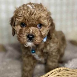 Adopt a dog:3 x F1 Toy Cavoodles (DNA Clear) Free Delivery Sydney//Both/Younger Than Six Months,3 x beautiful first generation Toy Cavoodle puppies available to a loving home. Ready to go from 1st August and we can deliver to Sydney that date.1 x male2 x femalesPuppies come :- With first round of vaccinations & microchipped- Vet check report- 6 weeks free pet insurance- Not desexed- Wormed every 2 weeksThe puppies have been raised indoors and outdoors, and around children and other puppies.The mother is an 7kg DNA tested ruby King Charles Cavalier (DNA tested), the father is a 3.7kg Ruby Red Toy Poodle (DNA Clear). We own both parents and I can send photos of parents on request.Once our puppies leave, we:- Would love to see updates!- Offer a rehoming policy- Offer a 18 month health guarantee- Have a Facebook page you can stay in touch or see other puppies we have bred- Offer support and are free to talk at any time throughout your puppies lifeWe are located in Nyngan NSW, can get to Dubbo at any stage. Road transport is usually organised from Dubbo. There will be free transport to Sydney, with a chosen meeting location and time. Happy to arrange other freight at buyers expense, flights from Sydney to another capital city are usually around $300Full members of AAPDB: 16947BIN: B000738270We have a website & Facebook page Country Canine Co. Please look on our Facebook group Country Canine Co. Families for photos of the previous litter as adults.