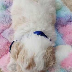 Poochon Puppies (Bichoodle)/Bichon Frise/Both/Younger Than Six Months,One boy and one girl Poochon puppy available to approved homes. The girl has the pink collar, she is apricot with chocolate ears, 4 white paws and a white chest. She is ever so striking. The little boy with the blue collar, is white with apricot markings on his face and back, making him a very handsome boy. Mum is a mini poodle and Dad is a Bichon Frise, and both parents are available for meet and greets :)These puppies are raised in our family home with other dogs, children and a cat. They are very well socialized and are treated like our own.Puppies have their first vaccine, are microchipped and given a full vet check at 6 weeks. You are welcome to call our vet if you have any concerns.Deposit is $1000, balance payable when puppies are 6 weeks old. The microchip will be registered directly into the new owners names. Puppies are available at 8 weeks. They go home with a generous puppy pack, and a life time of support from us. We also offer free holidays for your puppy with us, when you go on your own holidays.These puppies are inside dogs, whilst they love the outside for a play and a run, they need to be inside most of the time. They don't particularly like being home alone for hours on end, day after day. They suit families, singles, retirees etc. They can live in the conventional family home, a unit, caravan and retirement village. They are non-allergenic and do not shed their coats. They do need regular grooming. They are full of personality and are such fun little dogs. The girl will weight between 3-4 Kg, the boy between 4-5 kg. Their gentle nature makes them suitable for families with children.https://www.facebook.com/profile.php?id=61550932293839