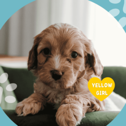 Miniature Cavoodles/Cavoodle/Female/Younger Than Six Months,