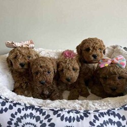 Beautiful cavoodles/Cavoodle/Female/Younger Than Six Months,We have our beautiful, healthy and intelligent second generation cavoodles, 3 girls and 2 boys available. They were born on 7th of June.Mum is medium cavoodle and dad is dark red toy poodle, both smart, healthy and amazing dogs.Please message me if you are interested or have any questions.Serious buyers only!South East Queensland 