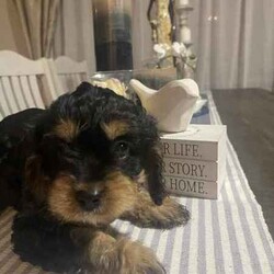 Adopt a dog:Cavoodle, gorgeous, fluffy! male & females/Cavoodle/Both/Younger Than Six Months,Stunning Final Litter from a very experienced breeder.4 puppies, 2 female & 2 male availableOne Red Female-$2000One Black and Sable Female- $1800One Black and Tan Male -$1500One Black, Tan and white Tri $1500Black and Red female and Cream Male sold.all puppies raised inside with the family, cats and other family dogs.Multiple references and repeat families are taking our other puppies.Located Coffs Harbour. Will be travelling to Queensland at 9 weeks old (1st week August)Microchipped, vaccinated and wormed regularly. Mum and Dad both our family dogs.Ph ******4740 REVEAL_DETAILS 