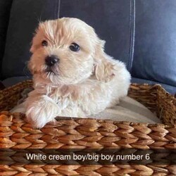 Shmoodle pups (Maltese x Shih Tzu x Mini Poodle)//Both/Younger Than Six Months,Shmoodle PupsBorn 3/6/2024Ready for new home 29/7/2024Wormed every 2 weeksVet checked, vaccinated and microchippedMales $18001 x Black and White1 x Black, white and brown2 x CreamFemales $20001 x Apricot1 x Black and WhiteVery placid puppies, lay on back, can trim eyes and bottom, worm, wash etc. Have previously been sold and currently as support dogs.Bin. 0006034592951RPBA. 4836Mum pictured(Silver and White Maltese x Shih Tzu) 6.4kgsDad pictured(Apricot Mini Poodle) 4.5kgs